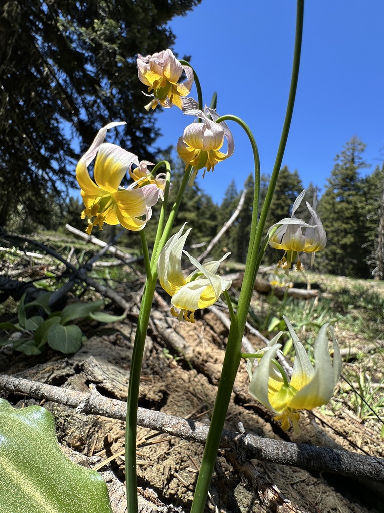 Klamath fawnlily (Erythronium klamathense)