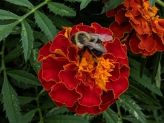 Bombus impatiens