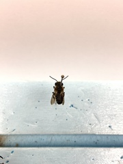 Megachile laticeps