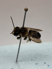 Megachile laticeps