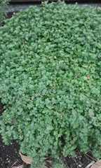 Origanum onites