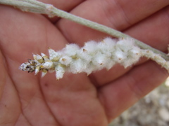 Froelichia arizonica