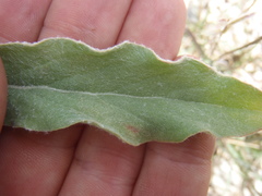 Froelichia arizonica