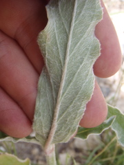 Froelichia arizonica