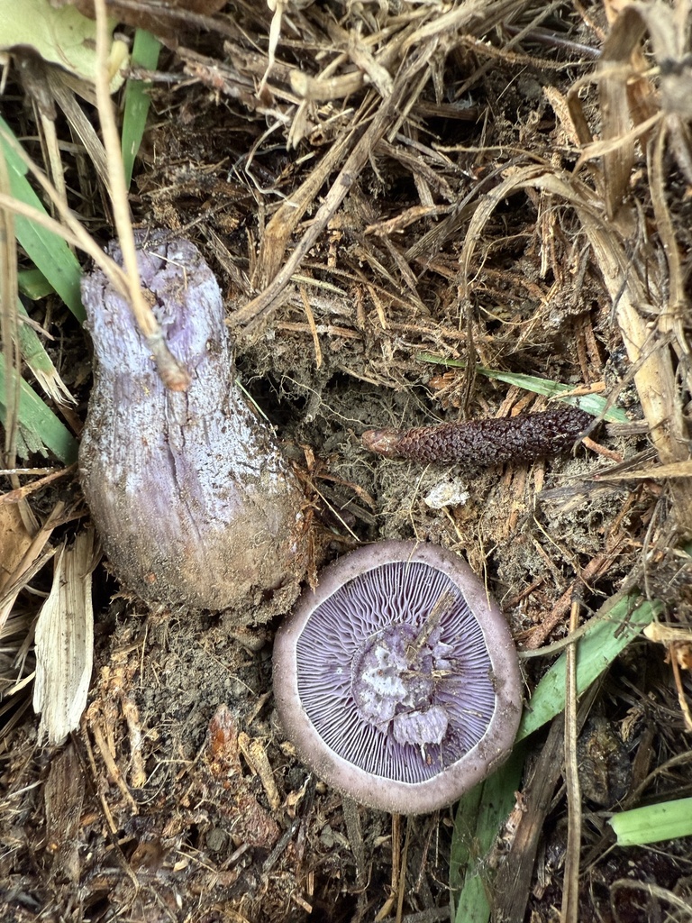 Collybia nuda · June 2025 · photo: © nikidavidson (iNaturalist, cc0)