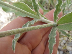 Froelichia arizonica