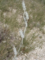 Froelichia arizonica