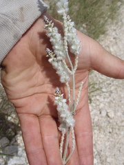 Froelichia arizonica