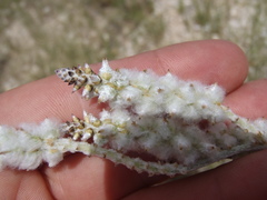 Froelichia arizonica