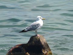 Larus argentatus