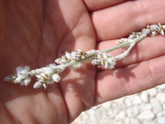 Froelichia arizonica