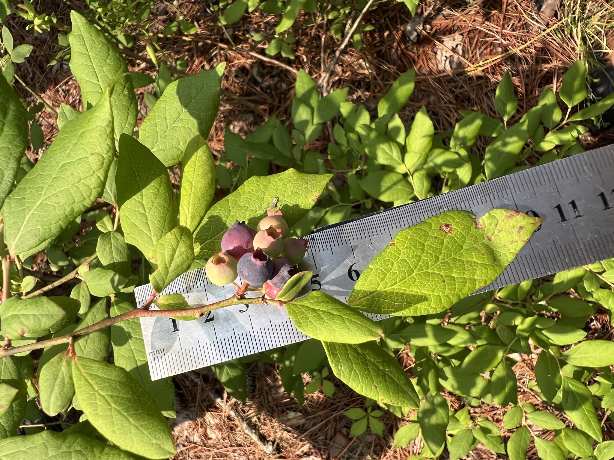 Southern Highbush Blueberry (Vaccinium formosum)