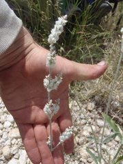 Froelichia arizonica