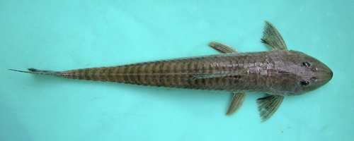 Spoonlip whiptail catfish (Loricariichthys anus) — Loricariidae — 4