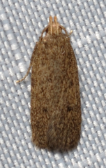 Glyphidocera juniperella