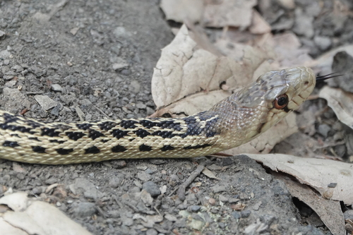 Gopher Snake