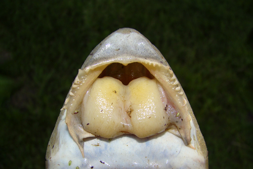 Spoonlip whiptail catfish (Loricariichthys anus) — Loricariidae — 5