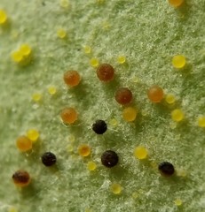 Phyllactinia angulata