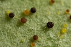 Phyllactinia angulata