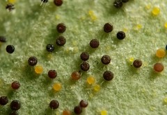 Phyllactinia angulata