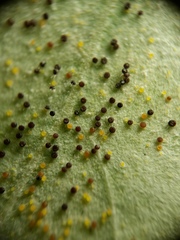 Phyllactinia angulata