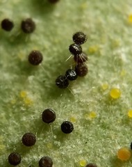 Phyllactinia angulata