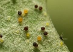 Phyllactinia angulata