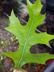 Phyllactinia angulata