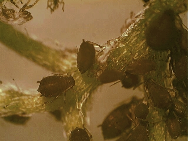 Black Bean Aphid