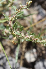 Guilleminea densa