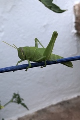 Cyrtacanthacridini