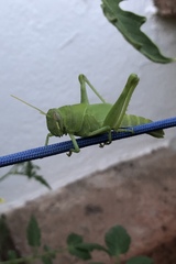 Cyrtacanthacridini