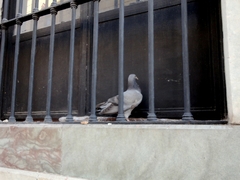Columba livia