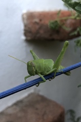 Cyrtacanthacridini