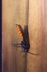 Elaphroptera