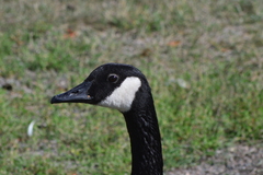 Branta canadensis