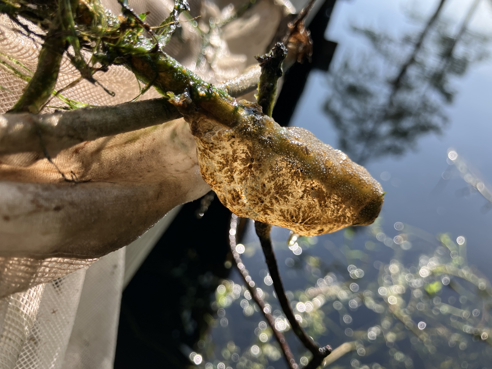 Pectinatella magnifica (Leidy, 1851)
