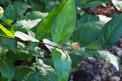 Calycanthus