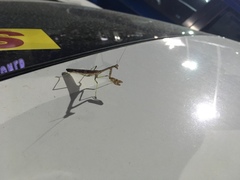 Stagmomantis carolina