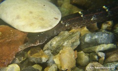 Vanacampus poecilolaemus