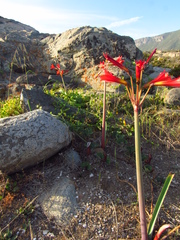 Zephyranthes phycelloides