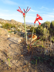 Zephyranthes phycelloides