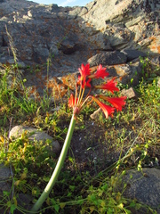 Zephyranthes phycelloides