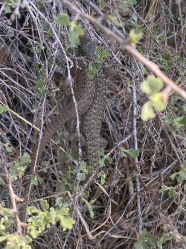 iNaturalist observation photo of Northern Alligator Lizard