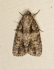 Acronicta ovata