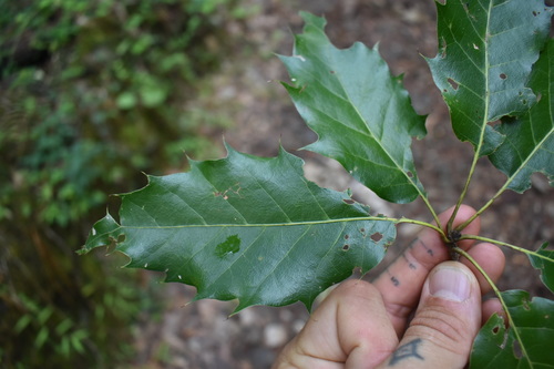 Quercus furfuracea