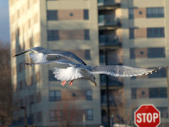 Larus argentatus