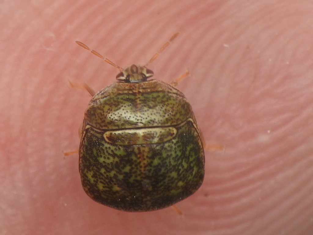 Kudzu Bug from Morningside-Lenox Park, Atlanta, GA, USA on May 31, 2025 ...