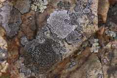 Dimelaena
