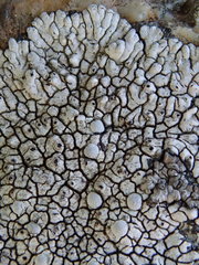 Dimelaena
